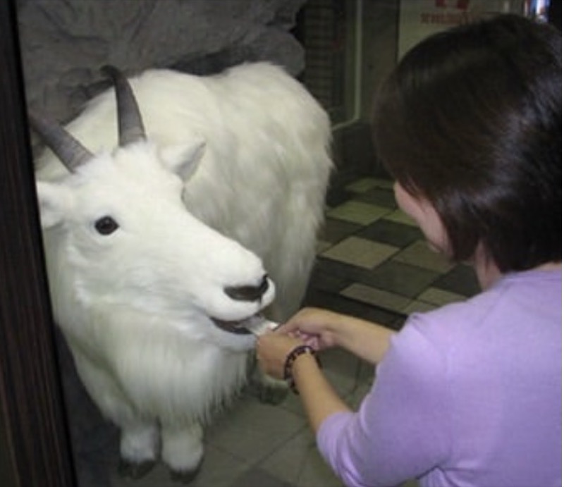 ボートレース江戸川のキャラクター・マッシロー